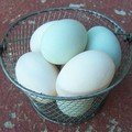 Duck Eggs - 1/2 Dozen